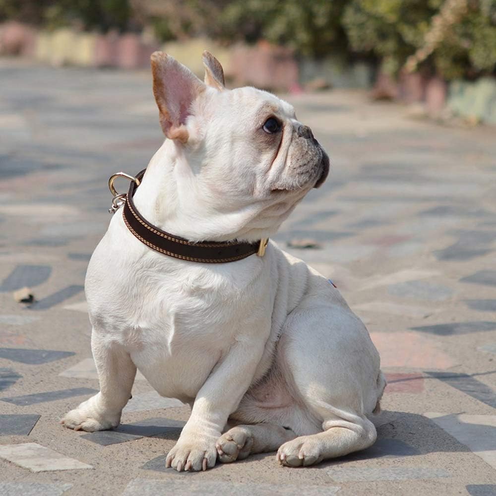 Personalized Leather Dog Collar with Engraved Nameplate