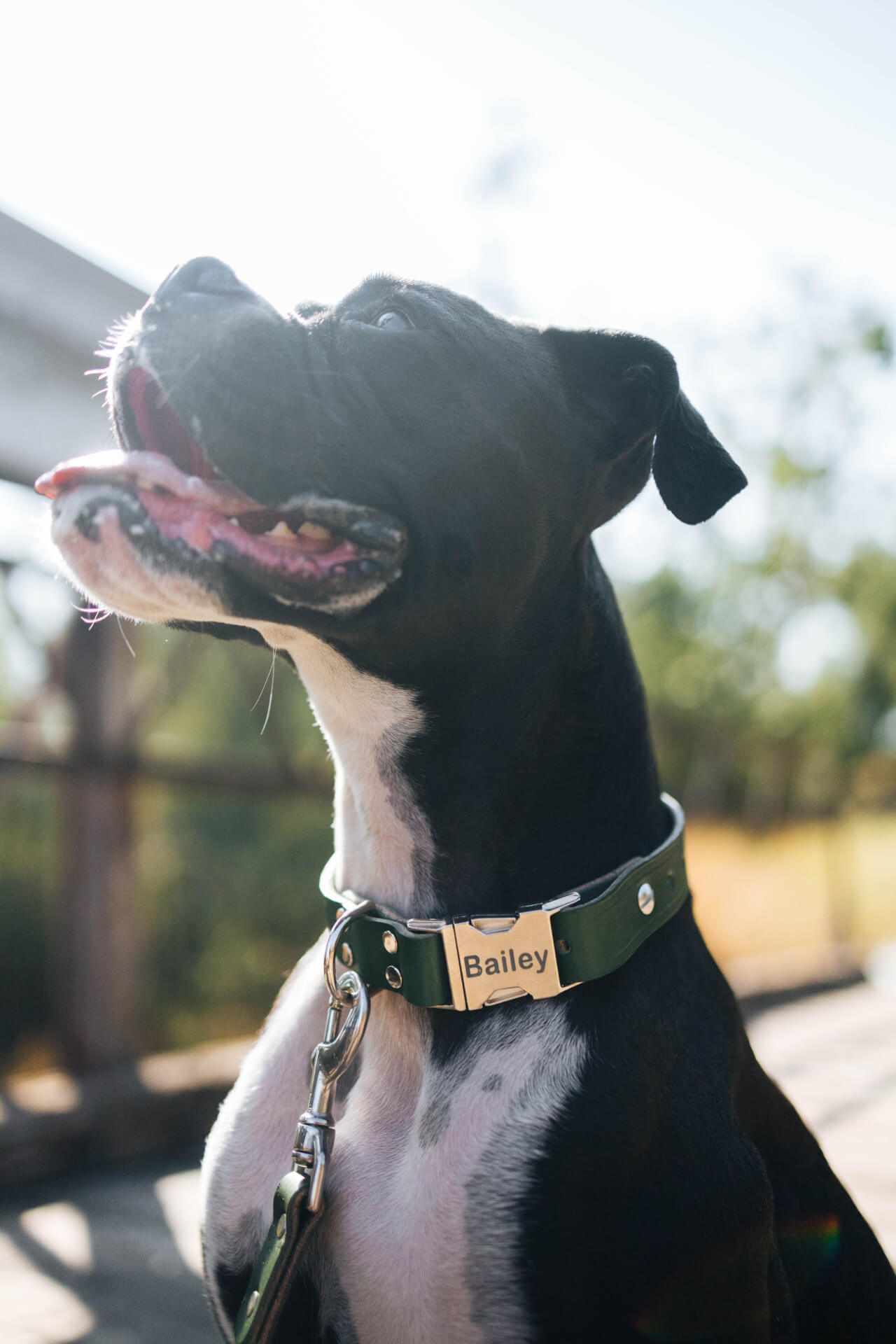 Personalized Engraved Leather Dog Collar