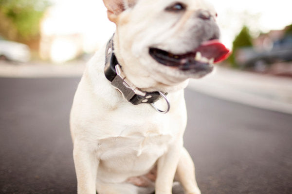 Personalized Engraved Leather Dog Collar