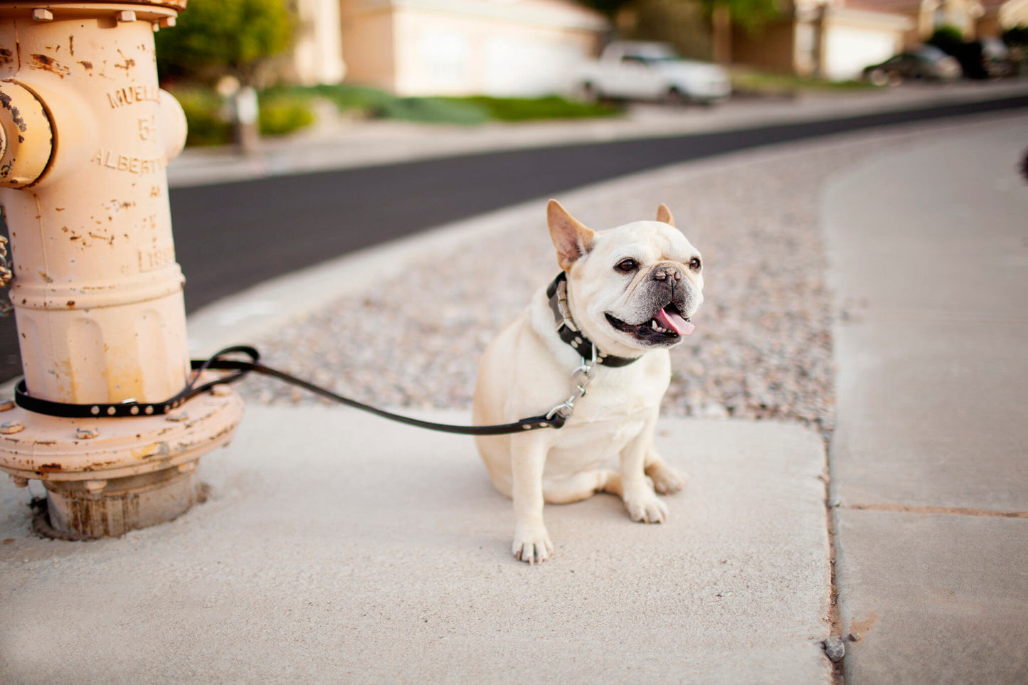 Personalized Engraved Leather Dog Collar