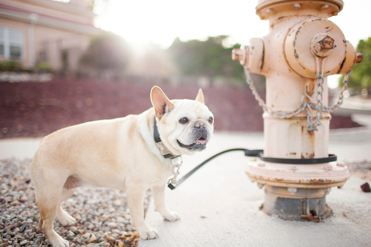 Personalized Engraved Leather Dog Collar