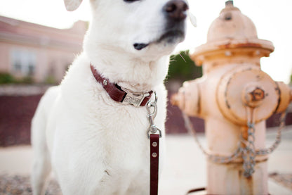 Personalized Engraved Leather Dog Collar