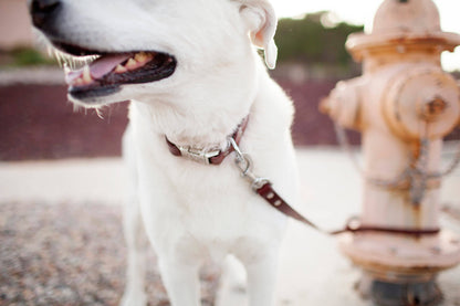 Personalized Engraved Leather Dog Collar