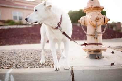 Personalized Engraved Leather Dog Collar