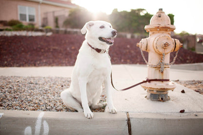 Personalized Engraved Leather Dog Collar