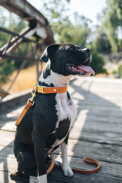 Personalized Engraved Leather Dog Collar