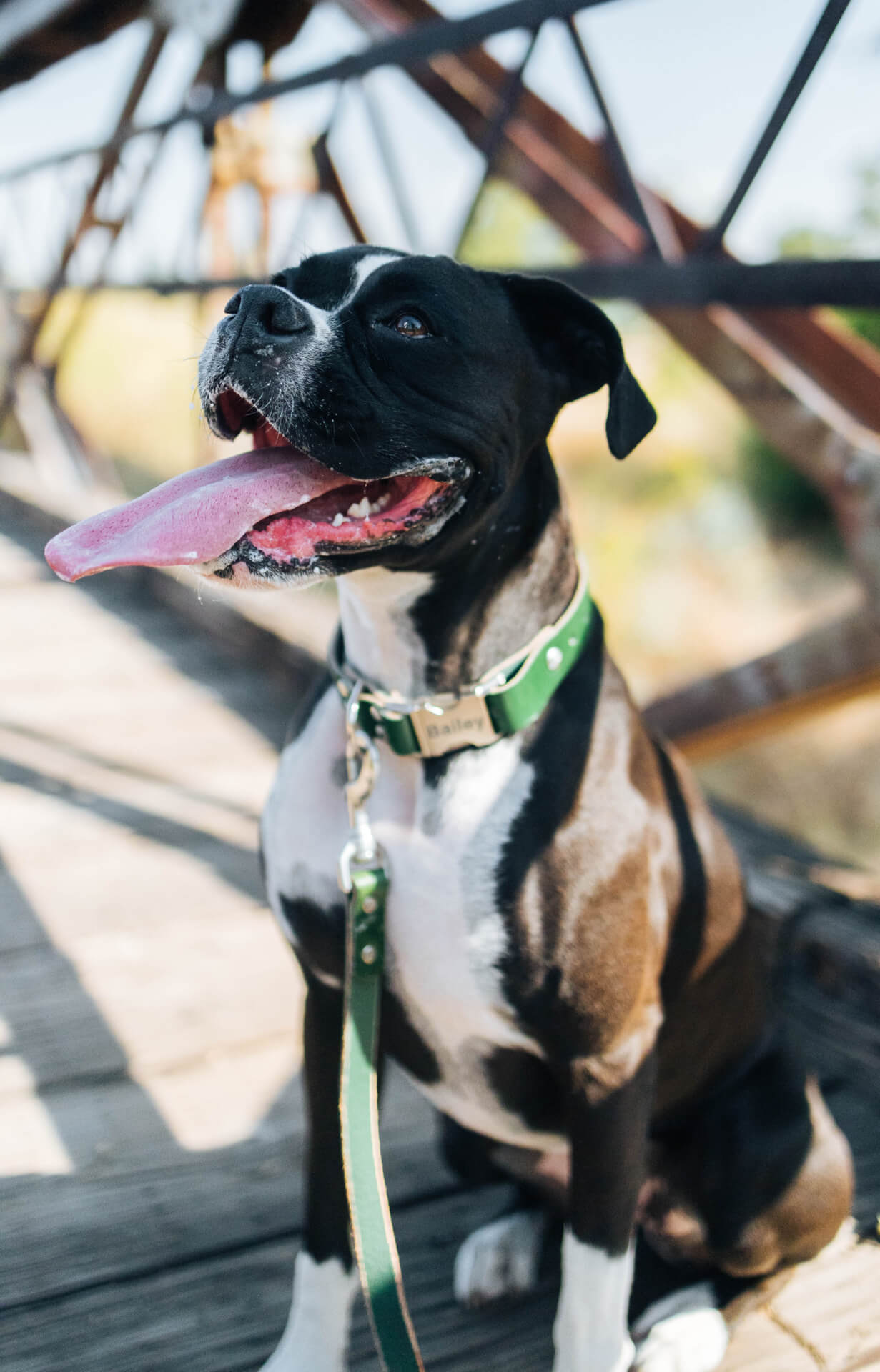 Personalized Engraved Leather Dog Collar