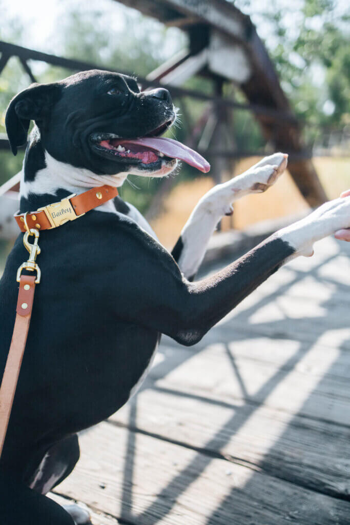 Personalized Engraved Leather Dog Collar