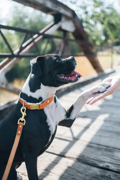 Personalized Engraved Leather Dog Collar